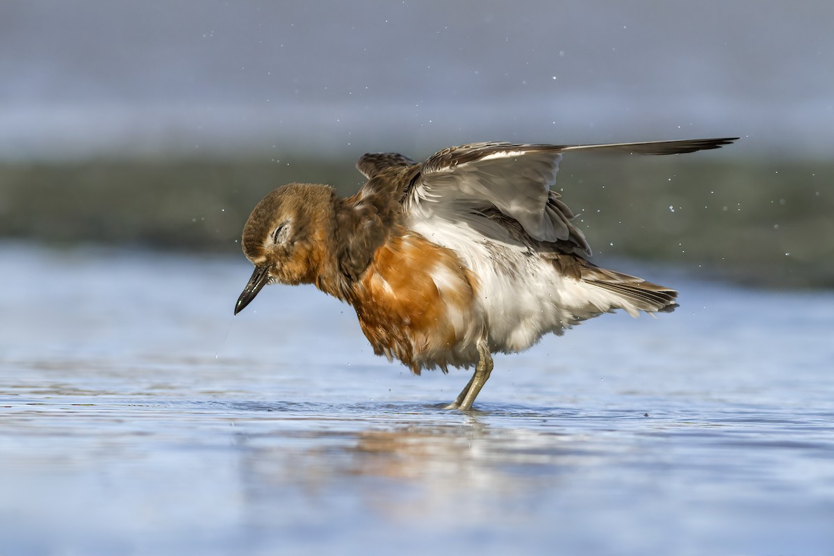 Red-breasted Dotterel (Southern) - ML641331151