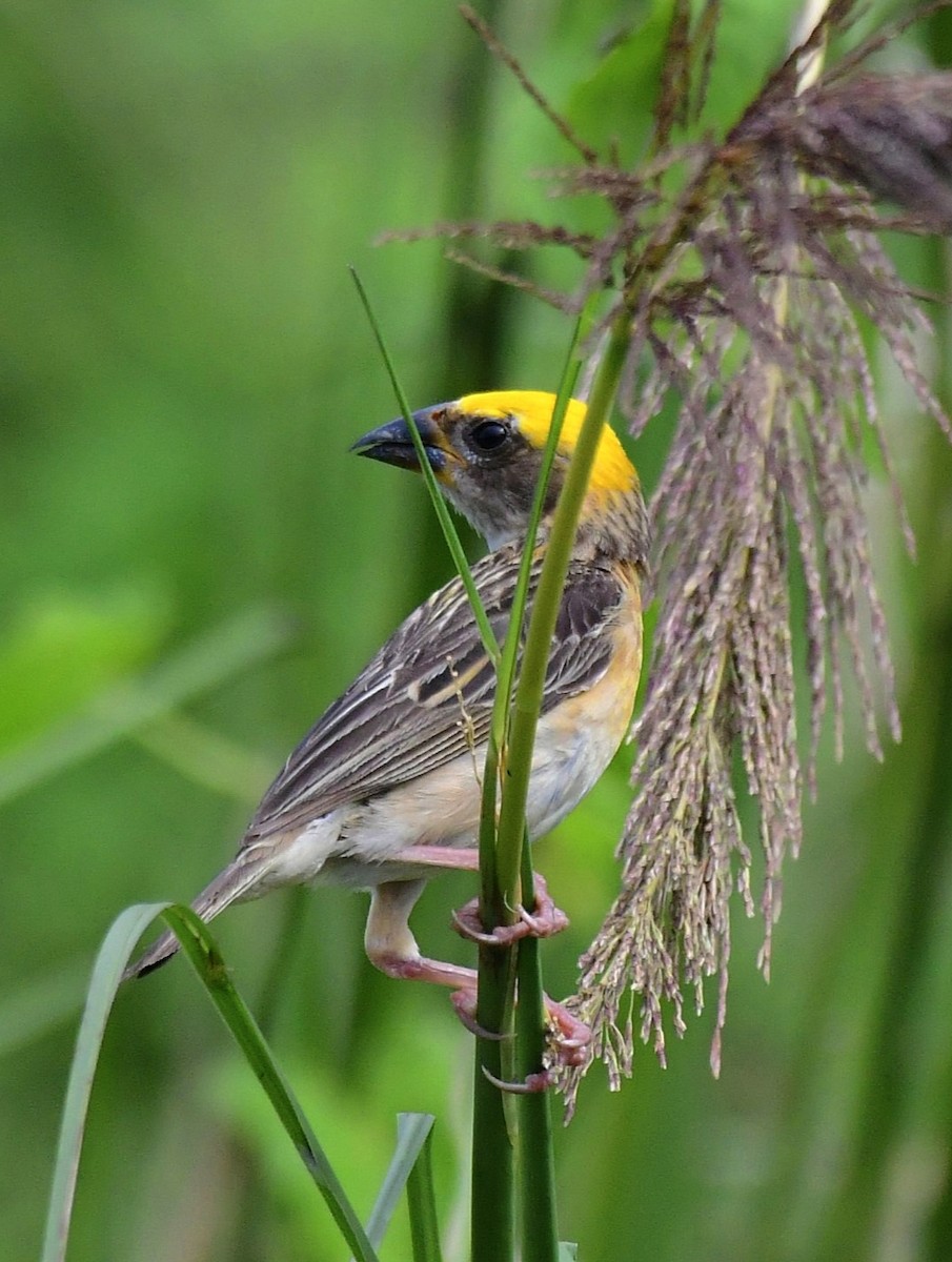 Baya Weaver - ML641331173