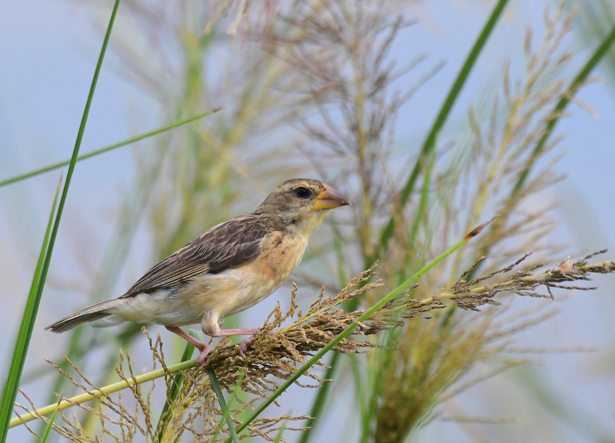 Baya Weaver - ML641331174