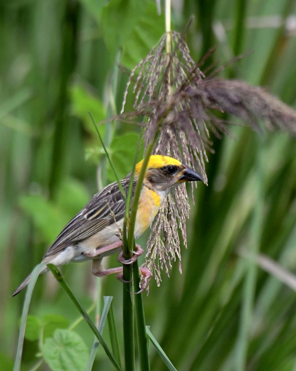 Baya Weaver - ML641331175