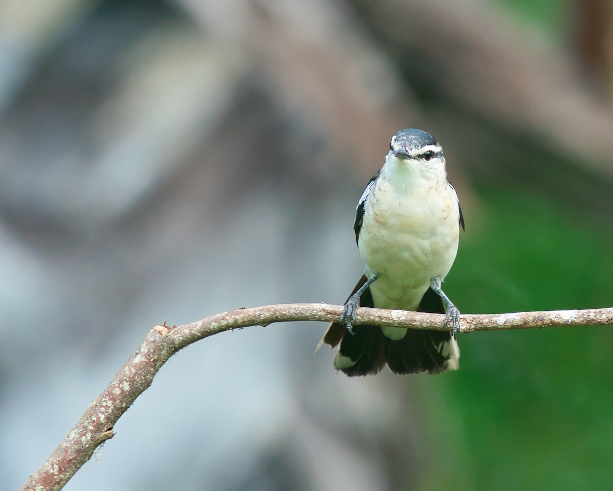 White-shouldered Triller - ML641331205