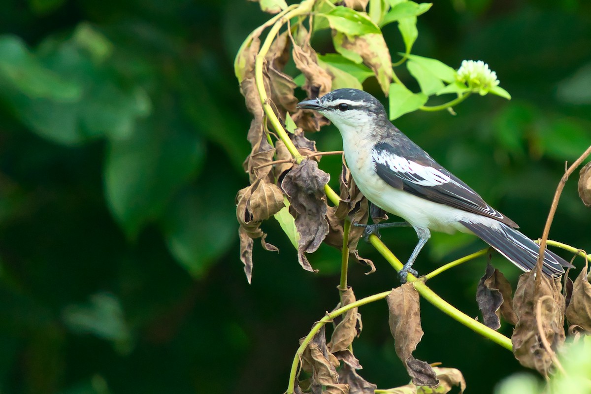 White-shouldered Triller - ML641331206