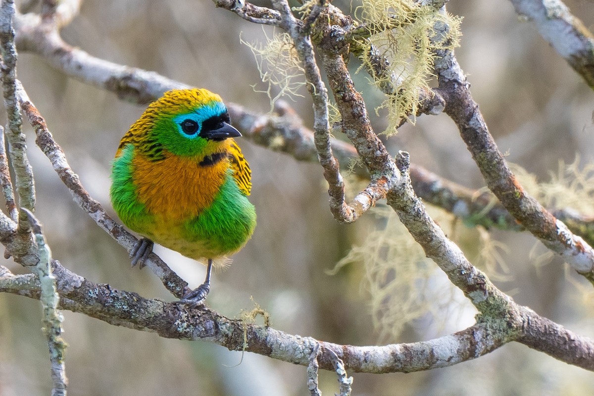Brassy-breasted Tanager - ML641331212