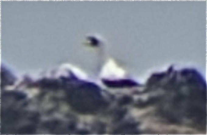 Masked Booby - ML641331216