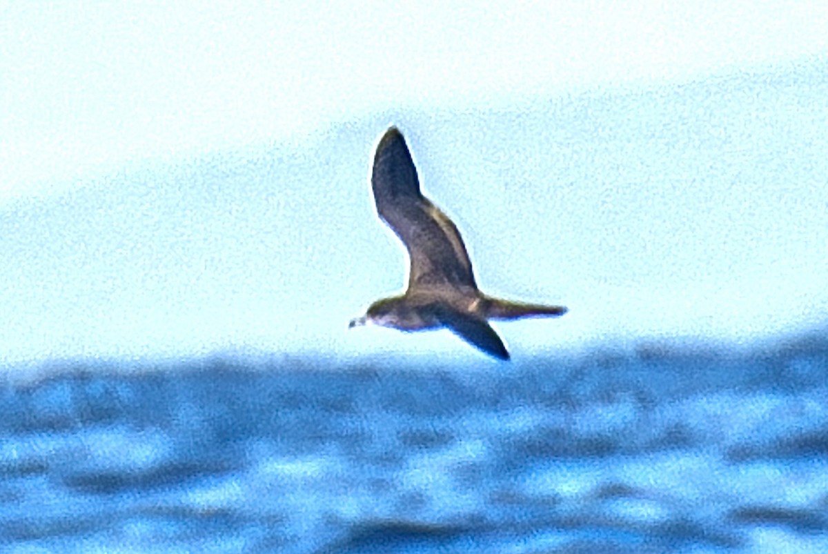Wedge-tailed Shearwater - ML641331267