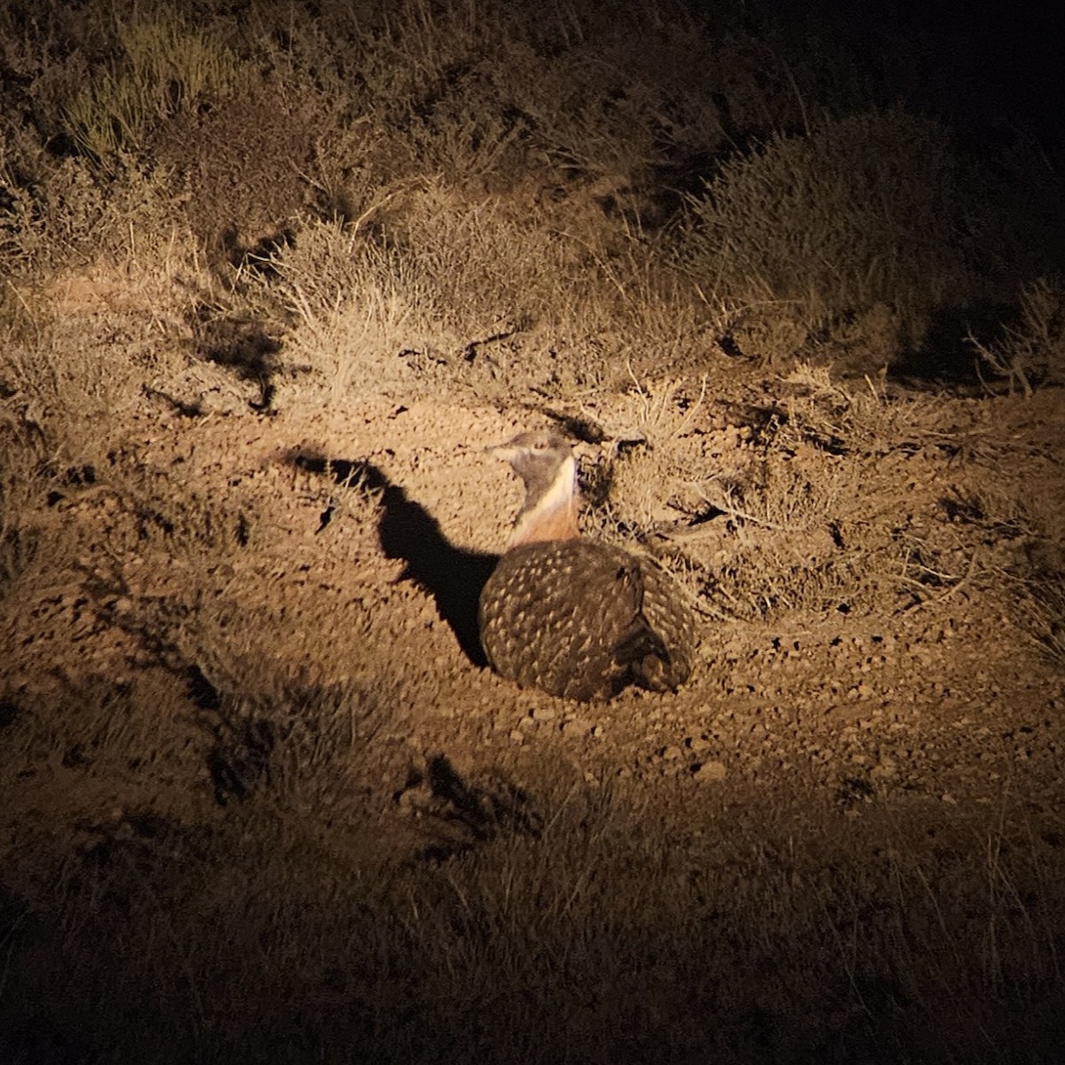 Ludwig's Bustard - ML641331283