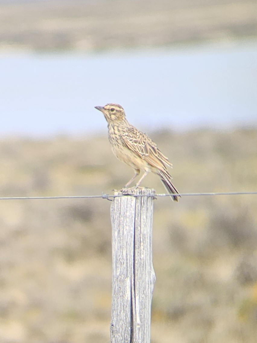 Large-billed Lark - ML641331285