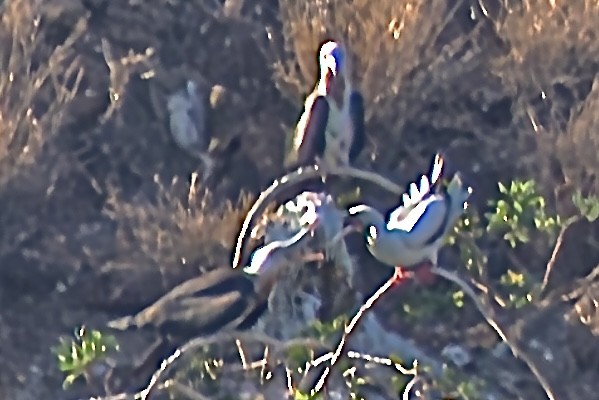 Red-footed Booby - ML641331288