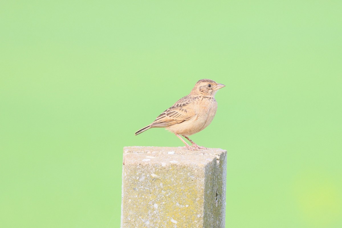 Singing Bushlark - ML641331316