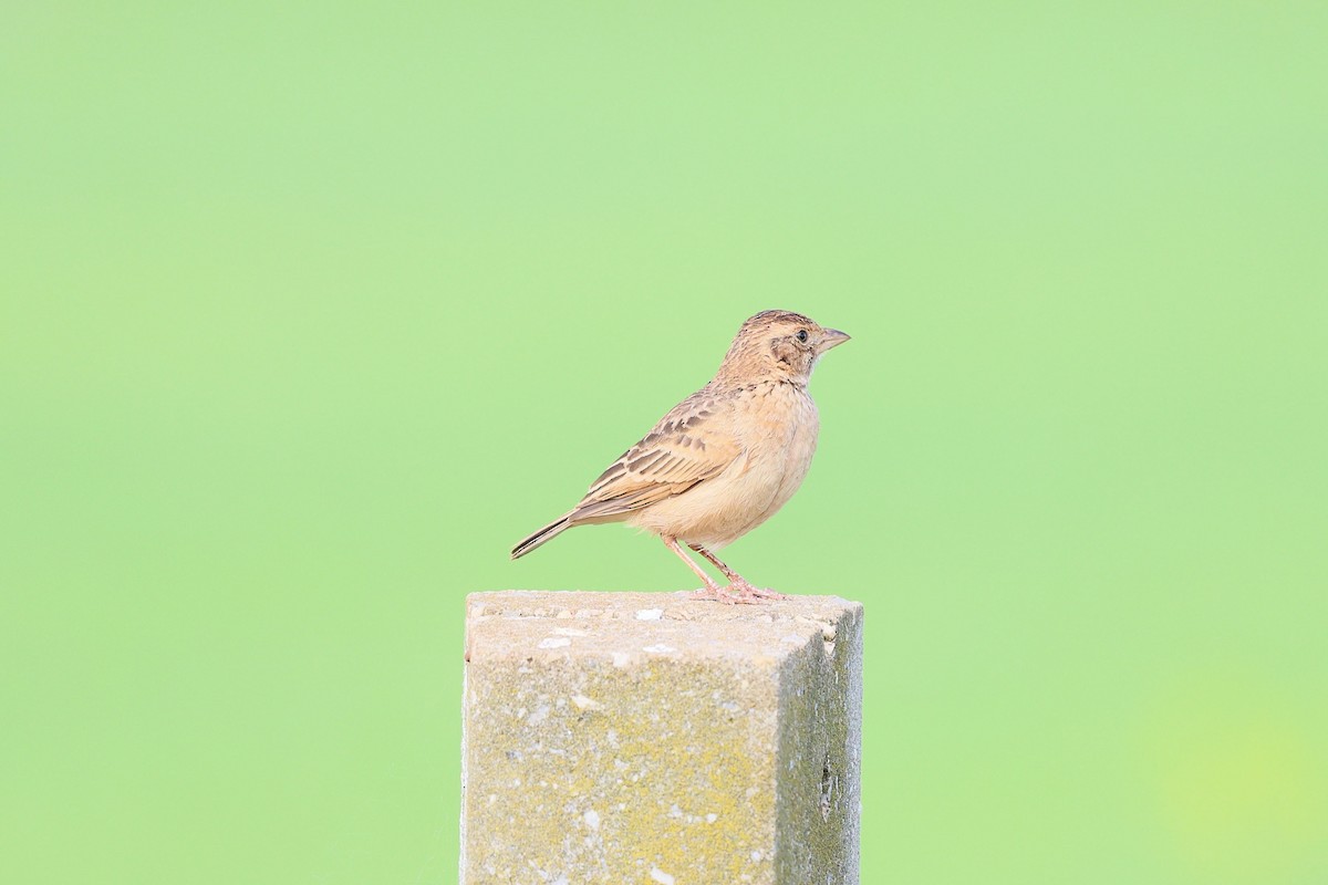 Singing Bushlark - ML641331317