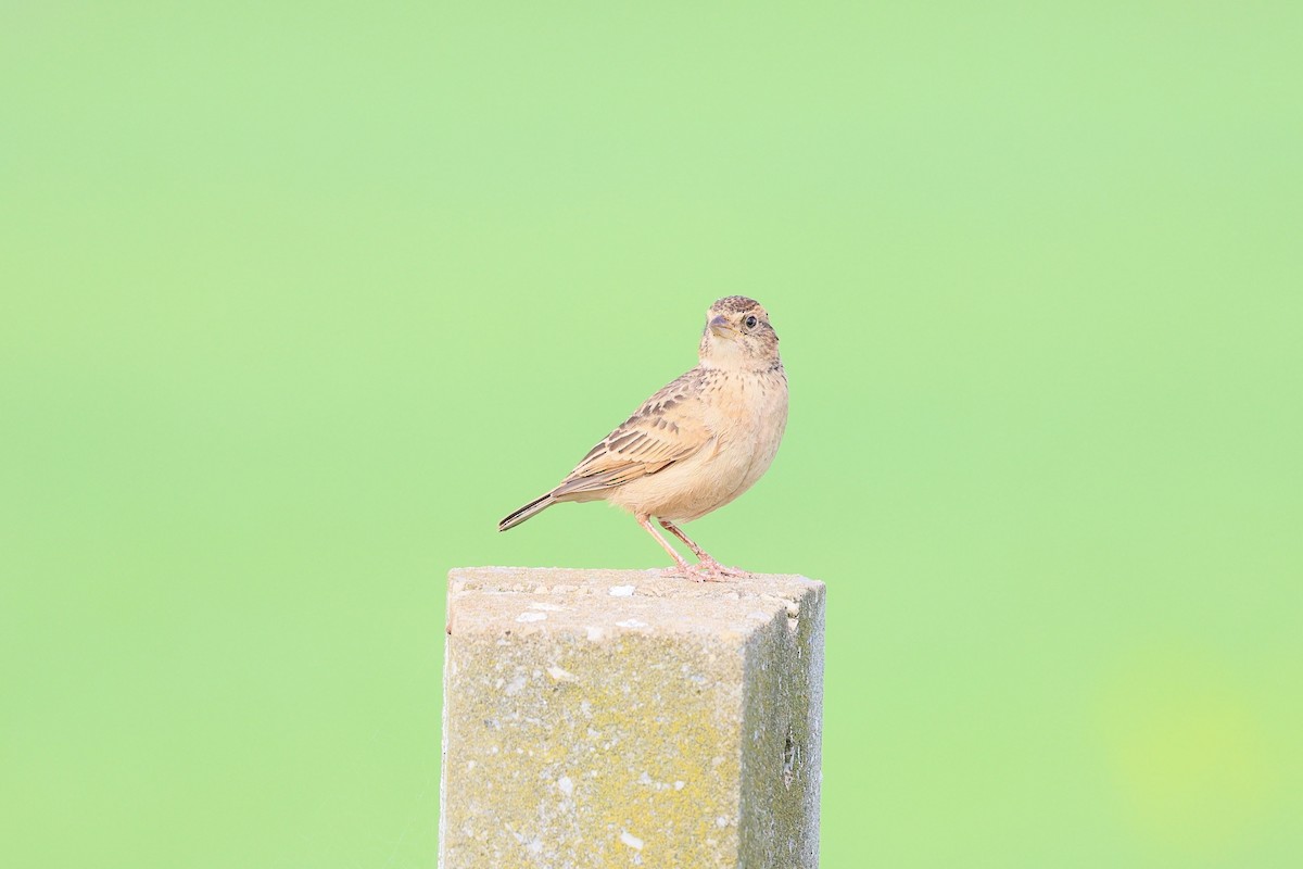 Singing Bushlark - ML641331318