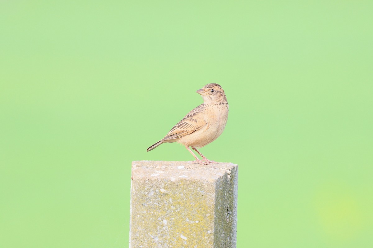 Singing Bushlark - ML641331319