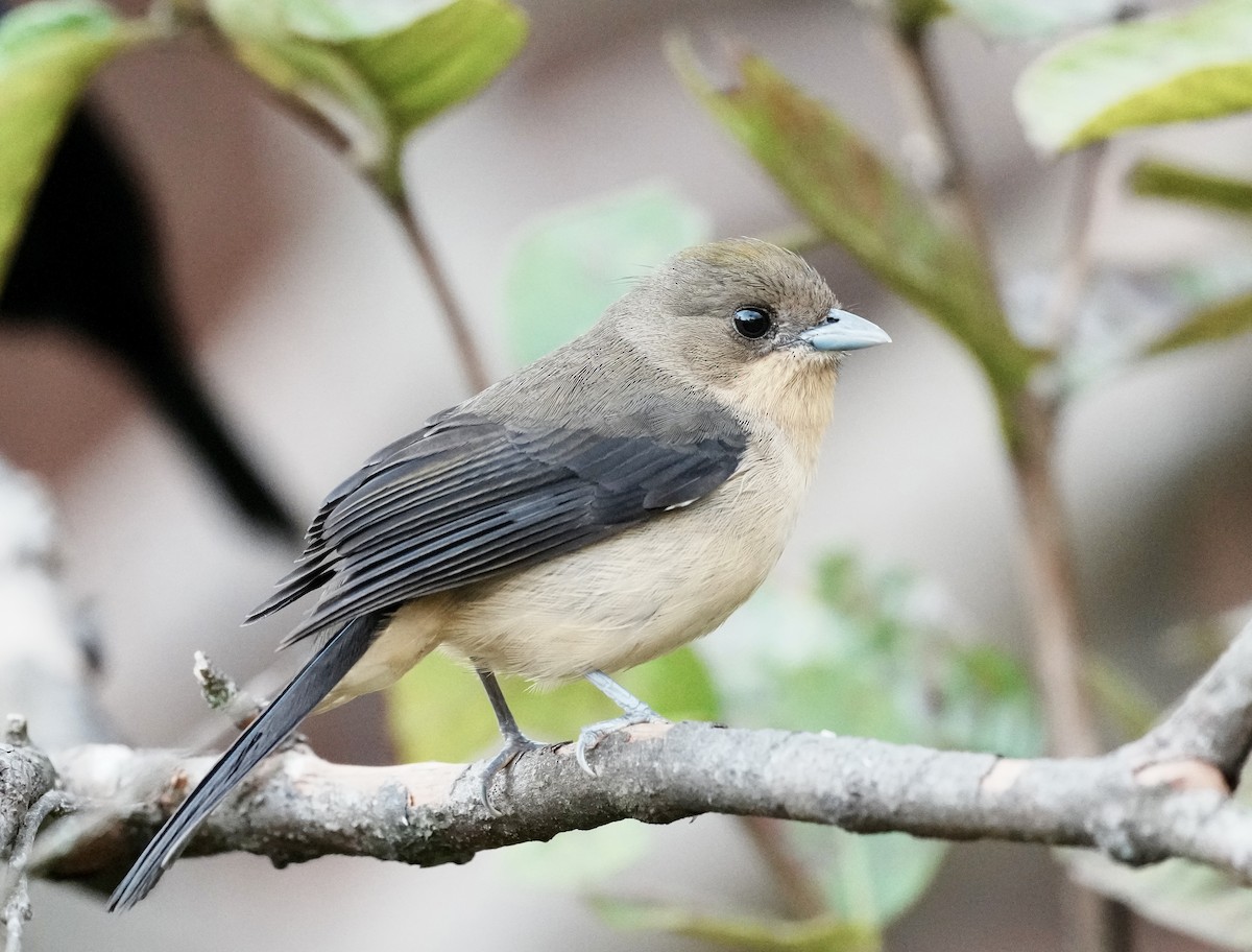Black-goggled Tanager - ML641331320