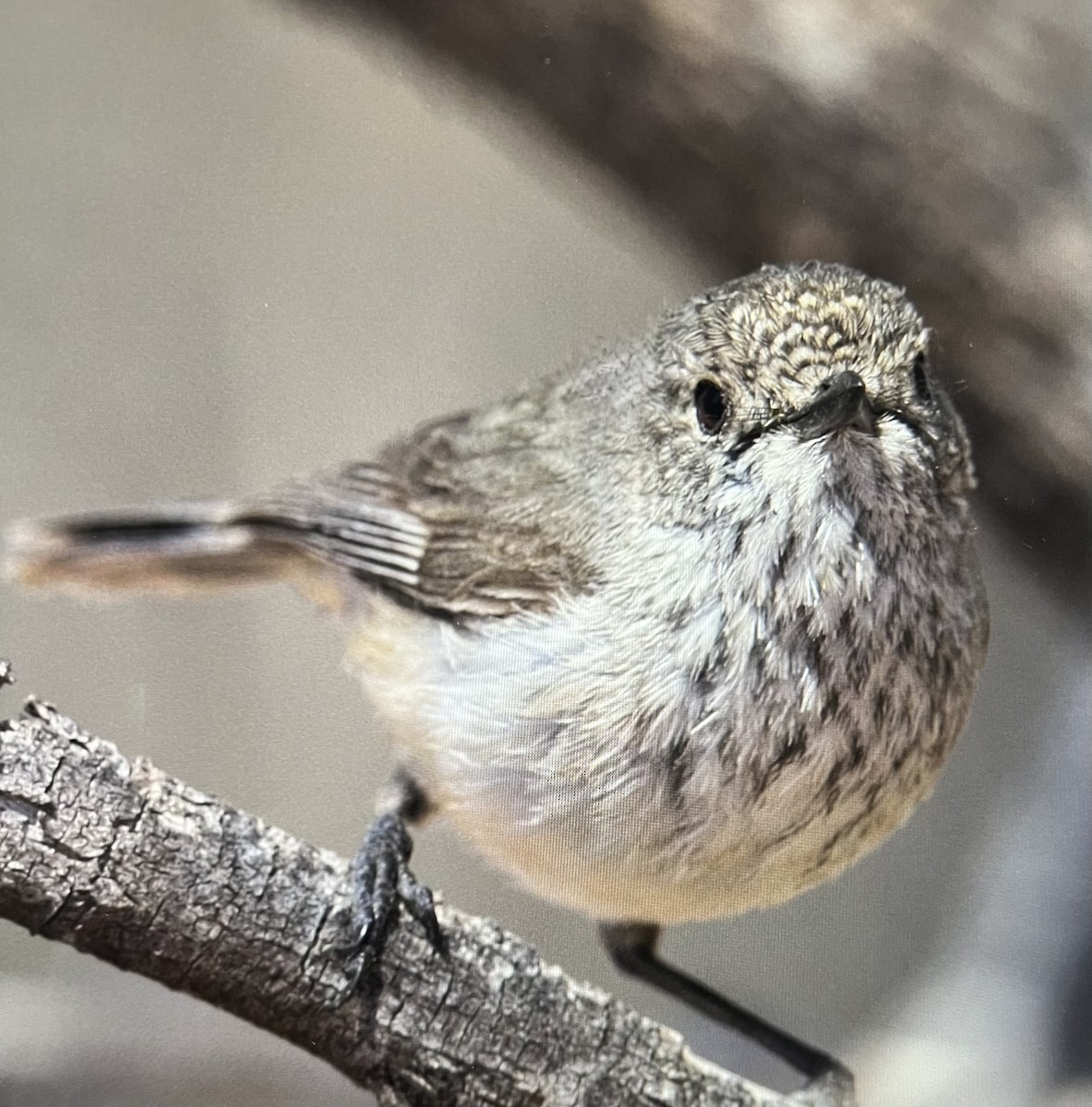 Inland Thornbill - ML641331338