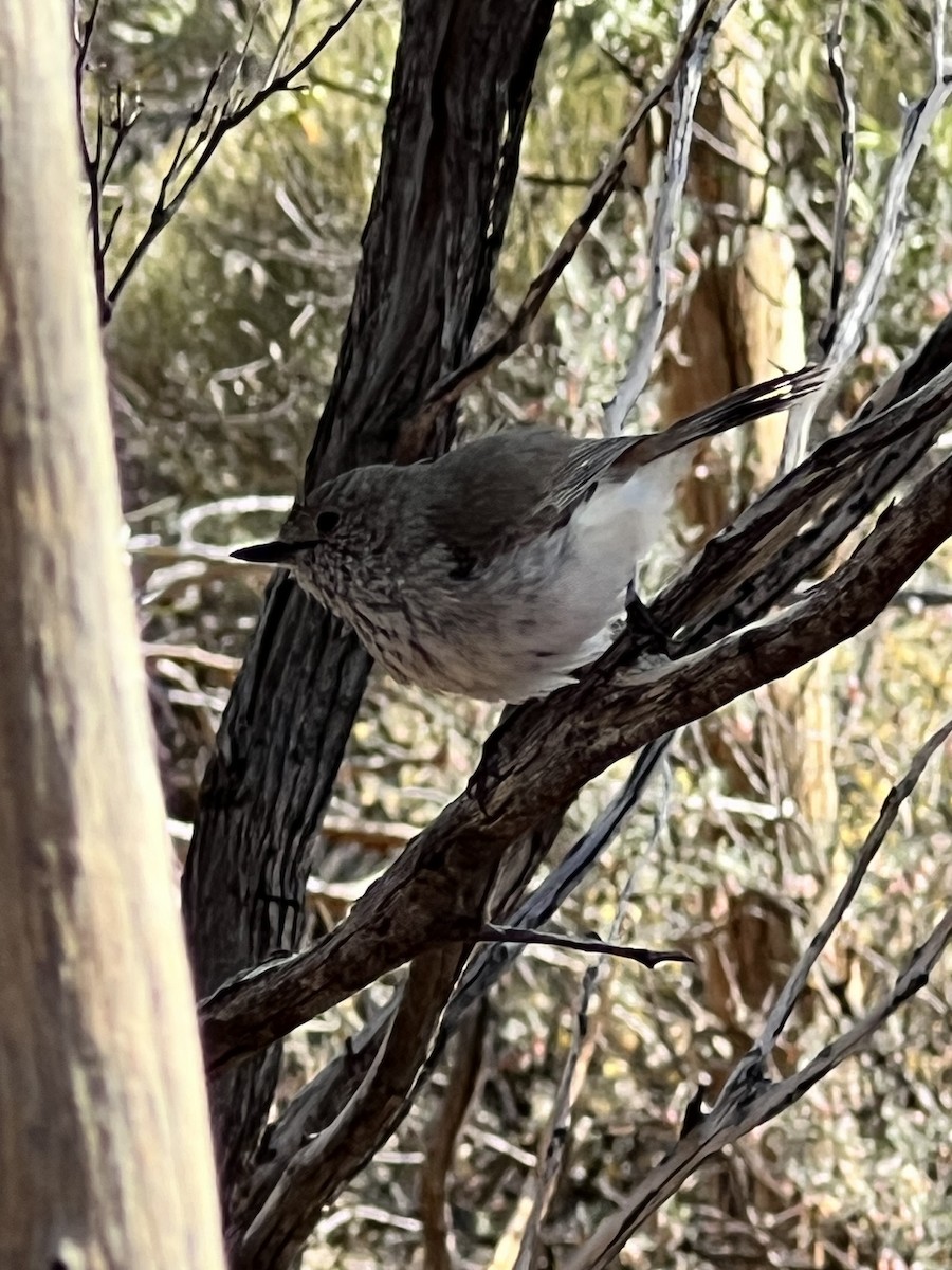 Inland Thornbill - ML641331347