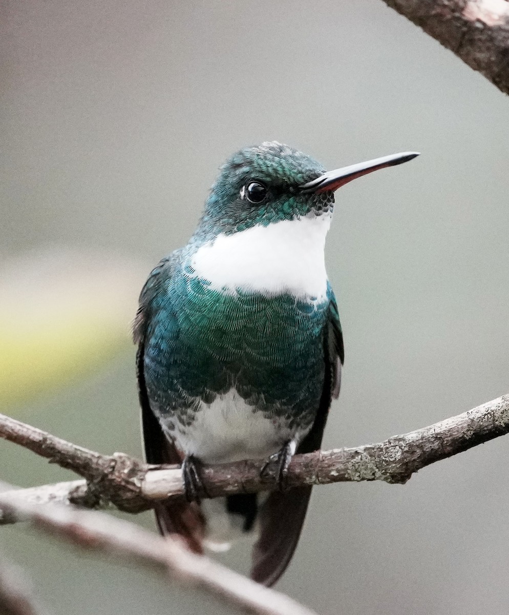 White-throated Hummingbird - ML641331348