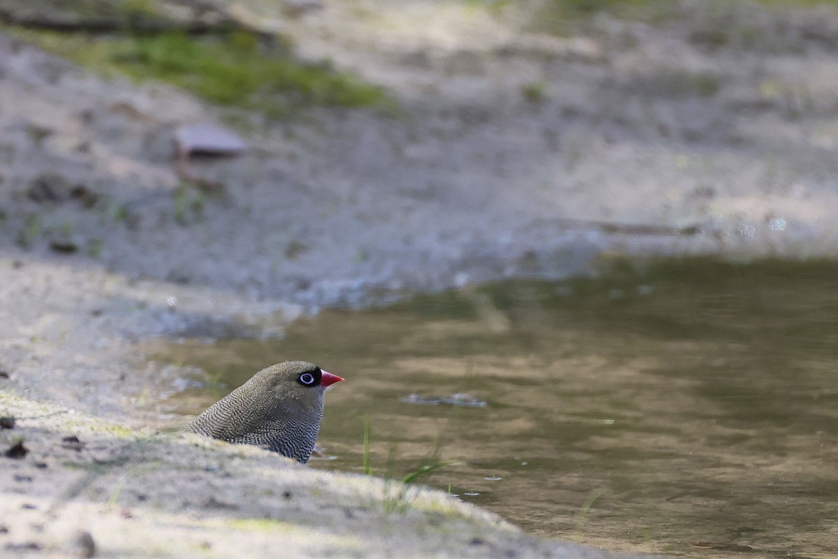 Beautiful Firetail - ML641331350