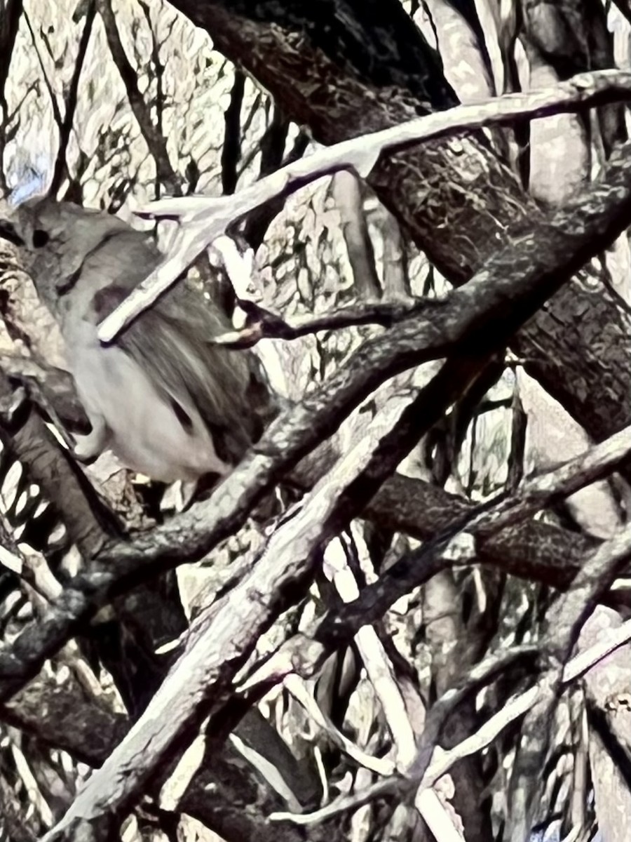 Inland Thornbill - ML641331351