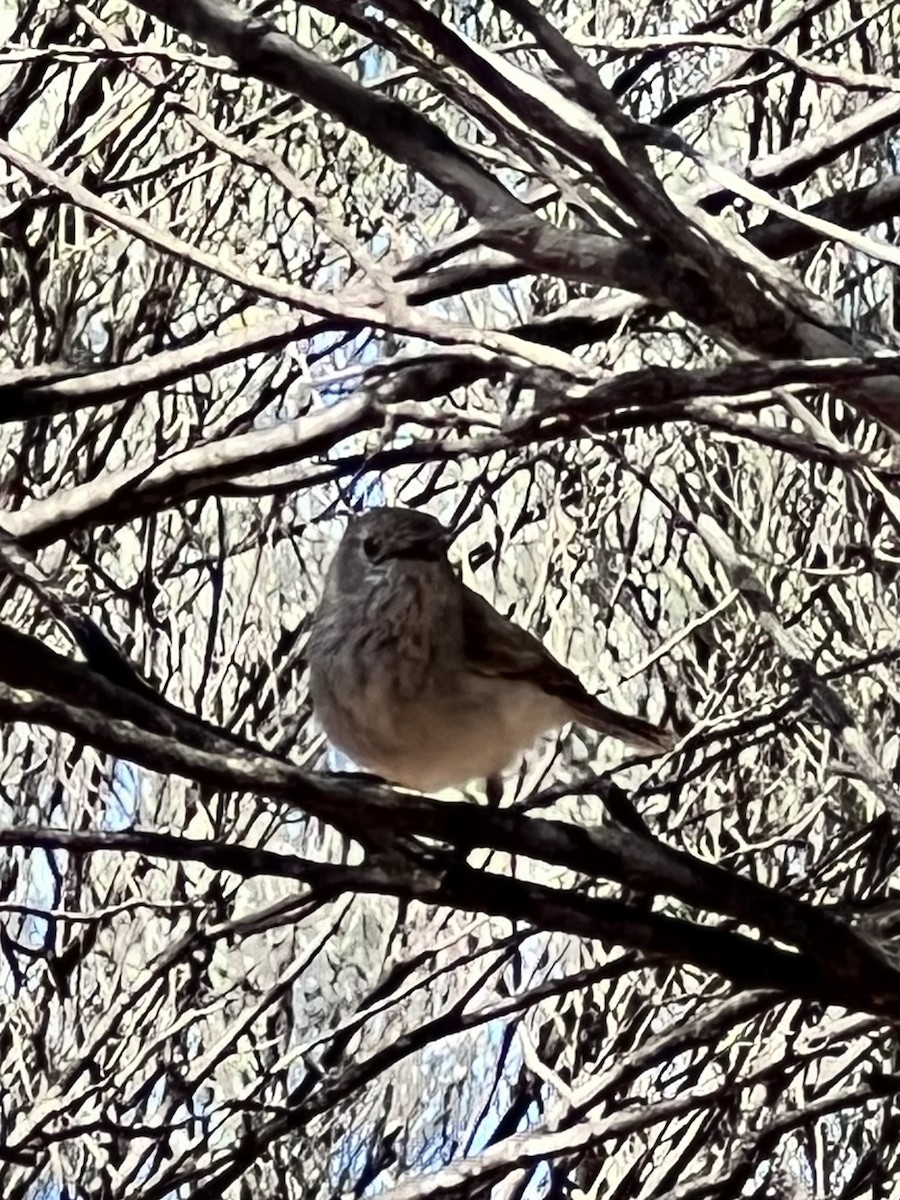 Inland Thornbill - ML641331356