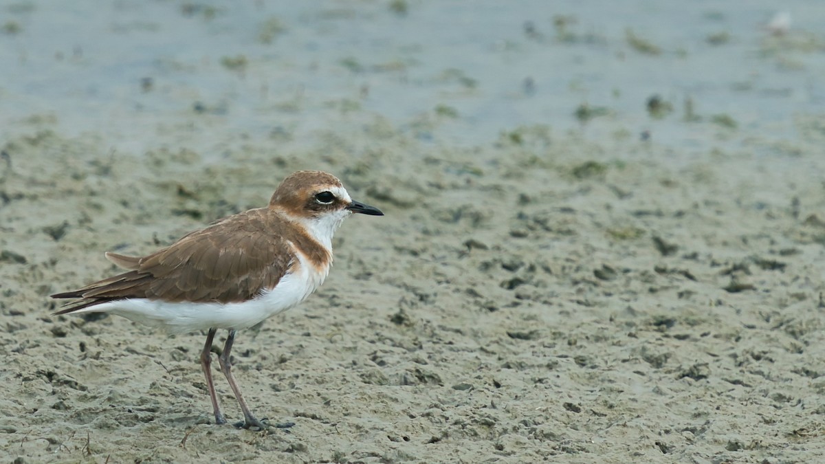 Javan Plover - ML641331399