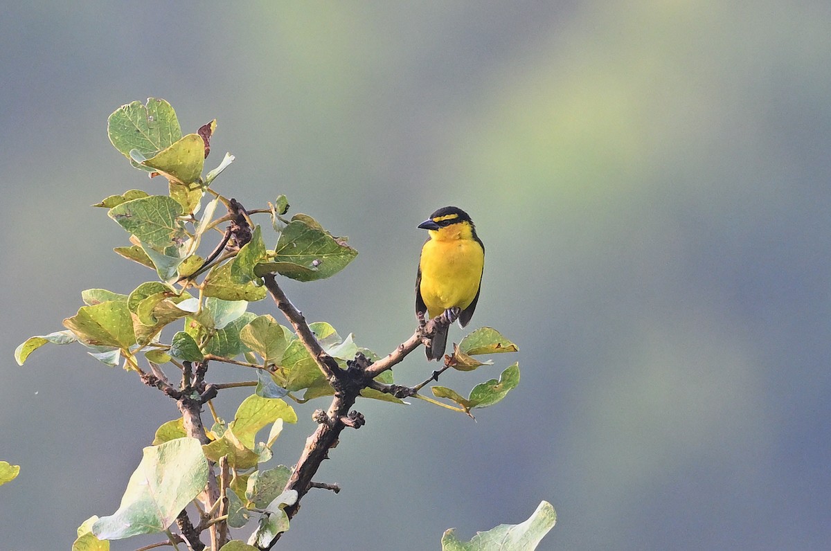 Black-necked Weaver - ML641331416