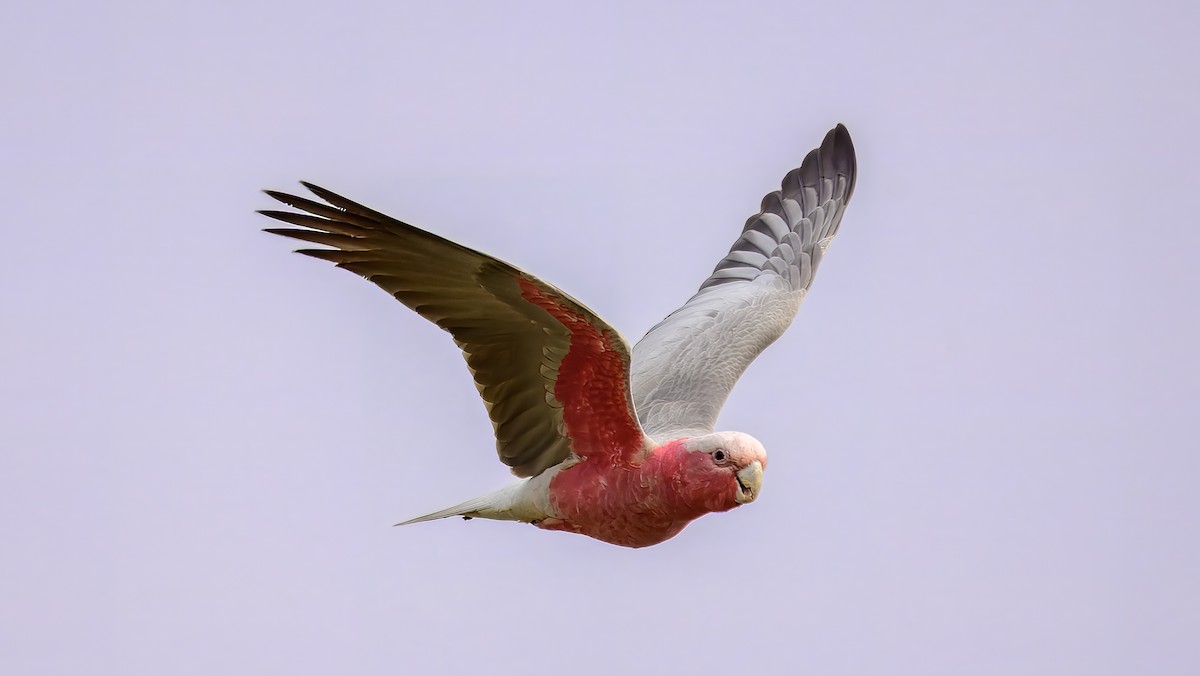 Galah - ML641331419