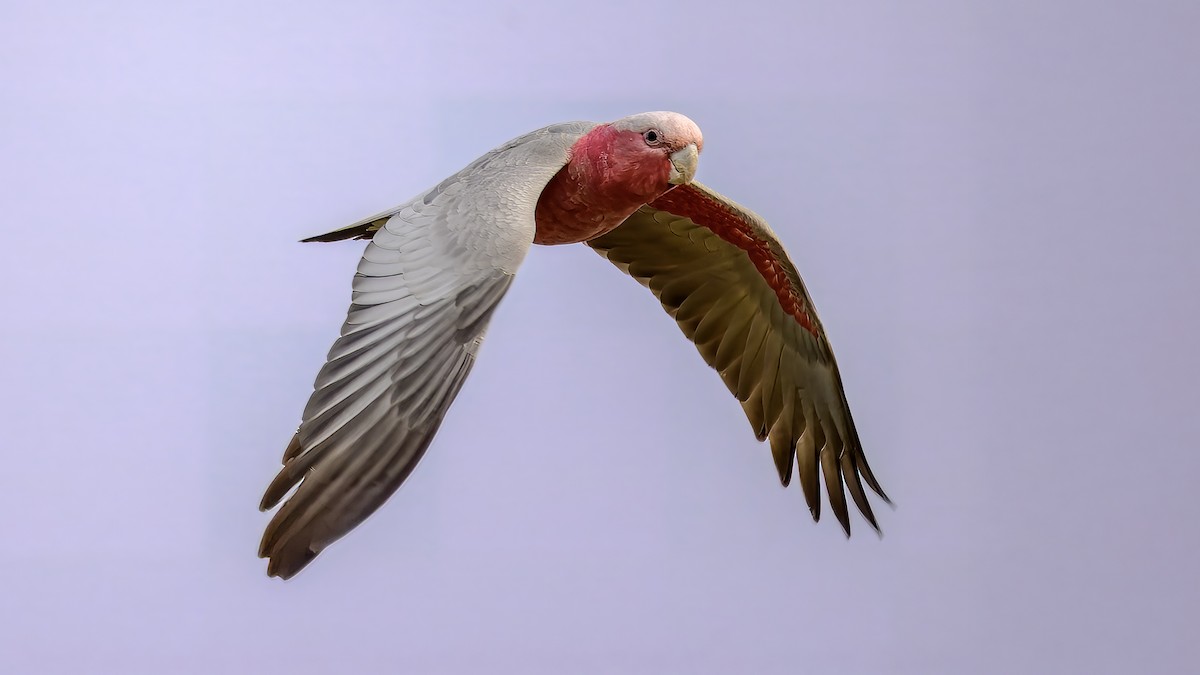 Galah - ML641331420