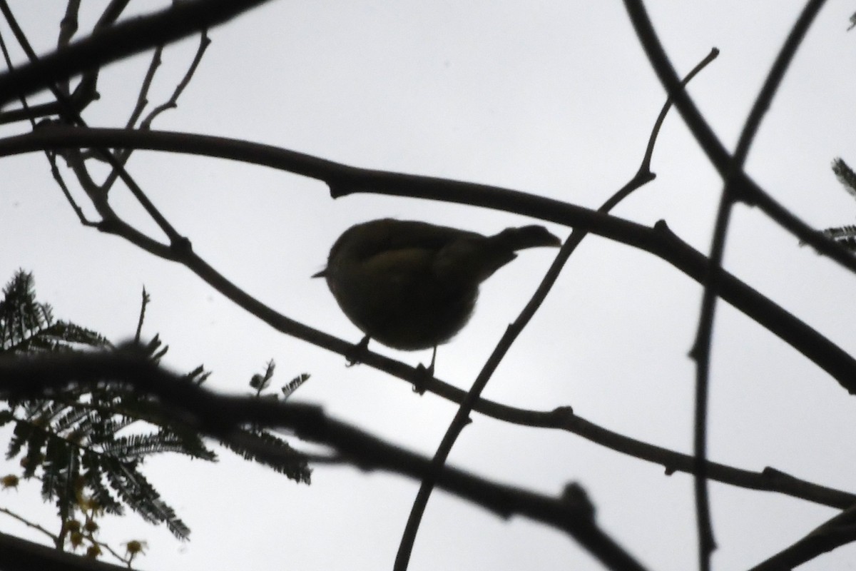 Brown Thornbill - ML641331423
