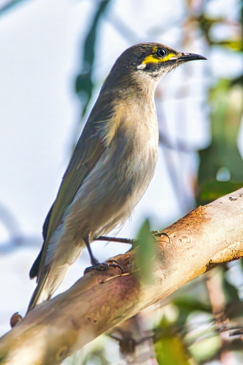 Yellow-faced Honeyeater - ML641331432