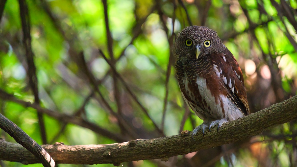Javan Owlet - ML641331460