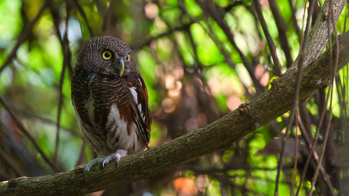 Javan Owlet - ML641331461