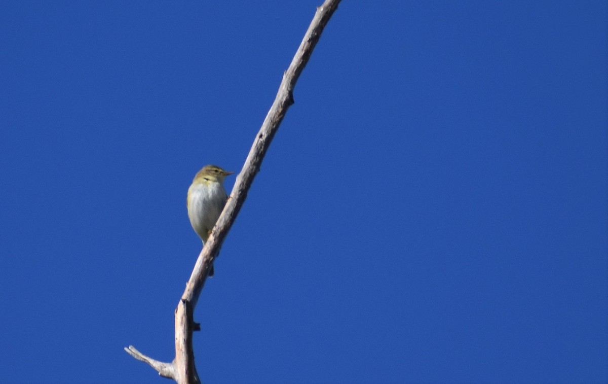 Willow Warbler - ML641331466
