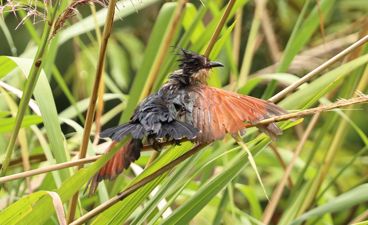 Chestnut-winged Cuckoo - ML641331479