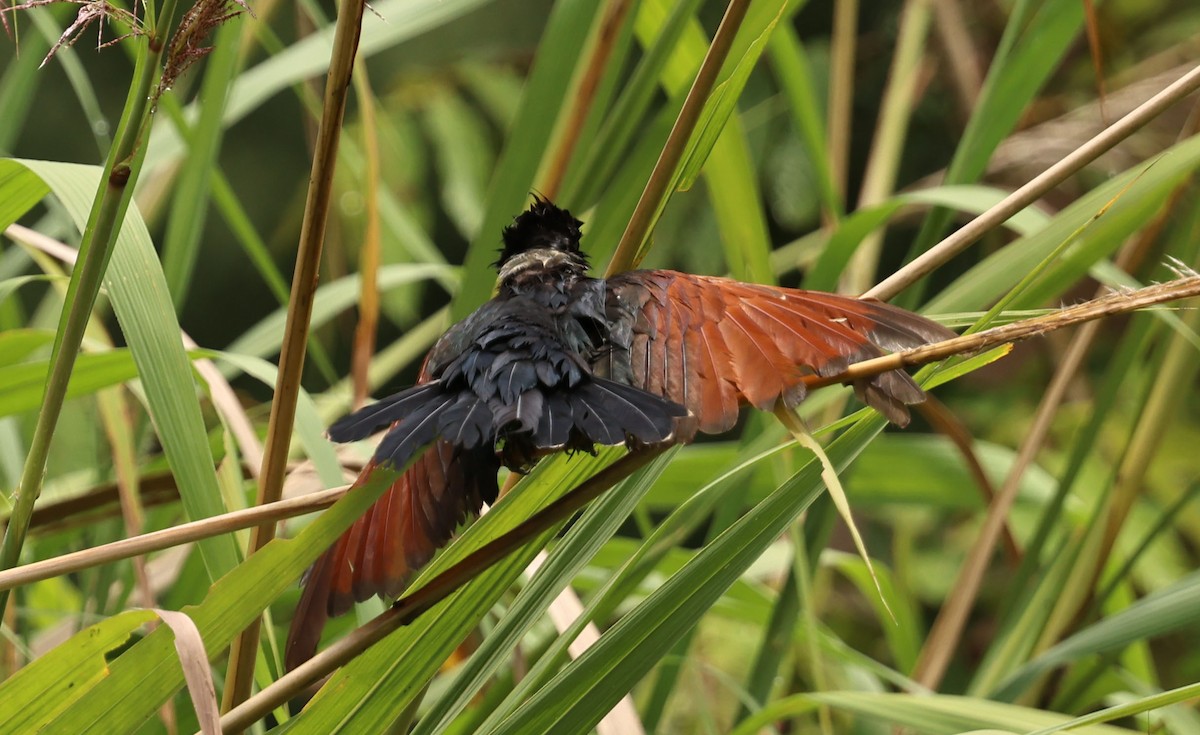 Chestnut-winged Cuckoo - ML641331480