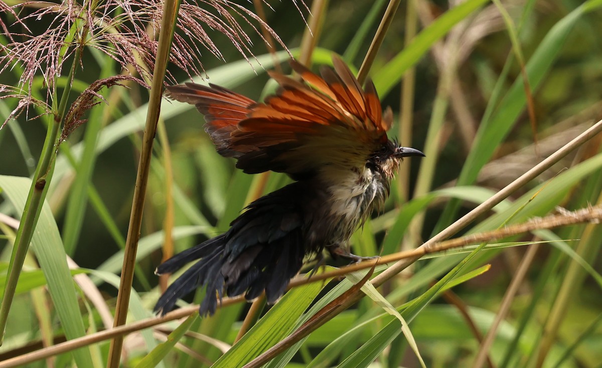 Chestnut-winged Cuckoo - ML641331481