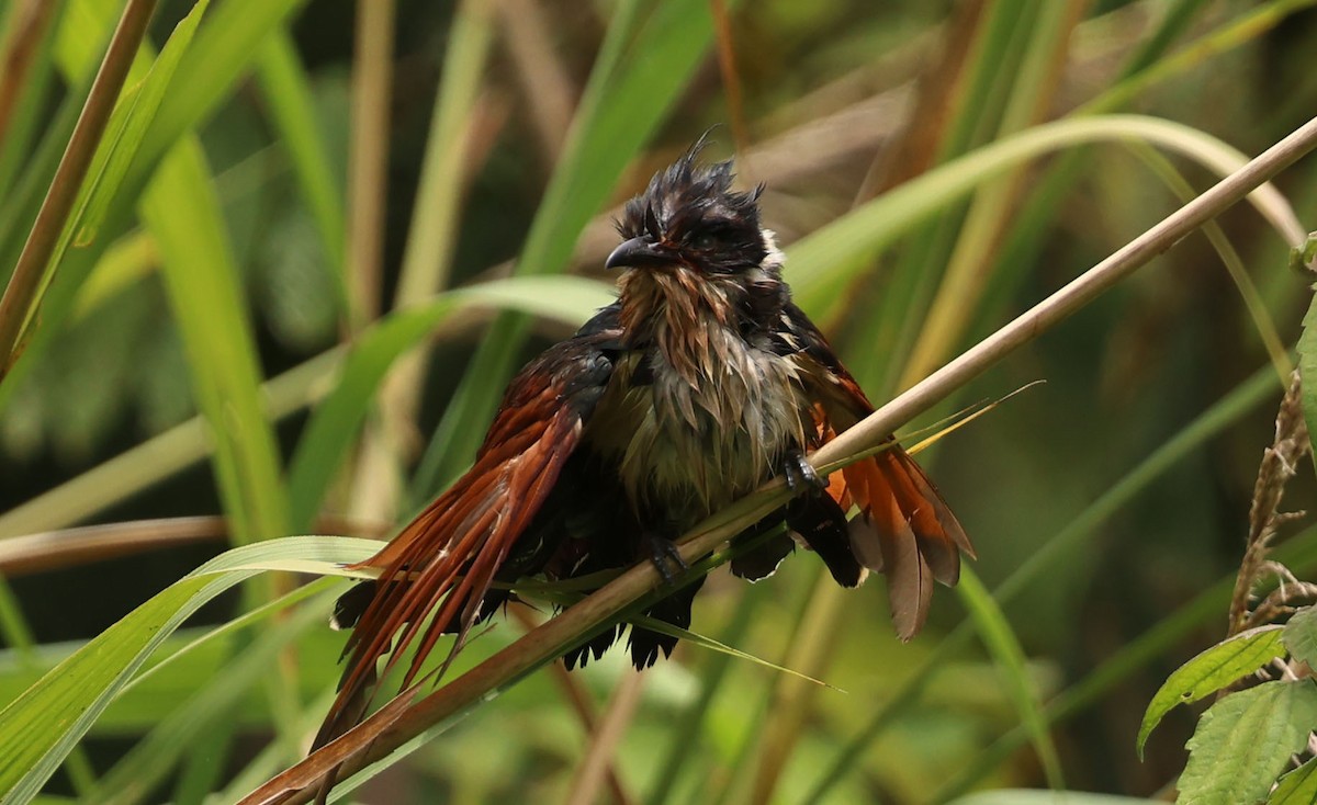 Chestnut-winged Cuckoo - ML641331482