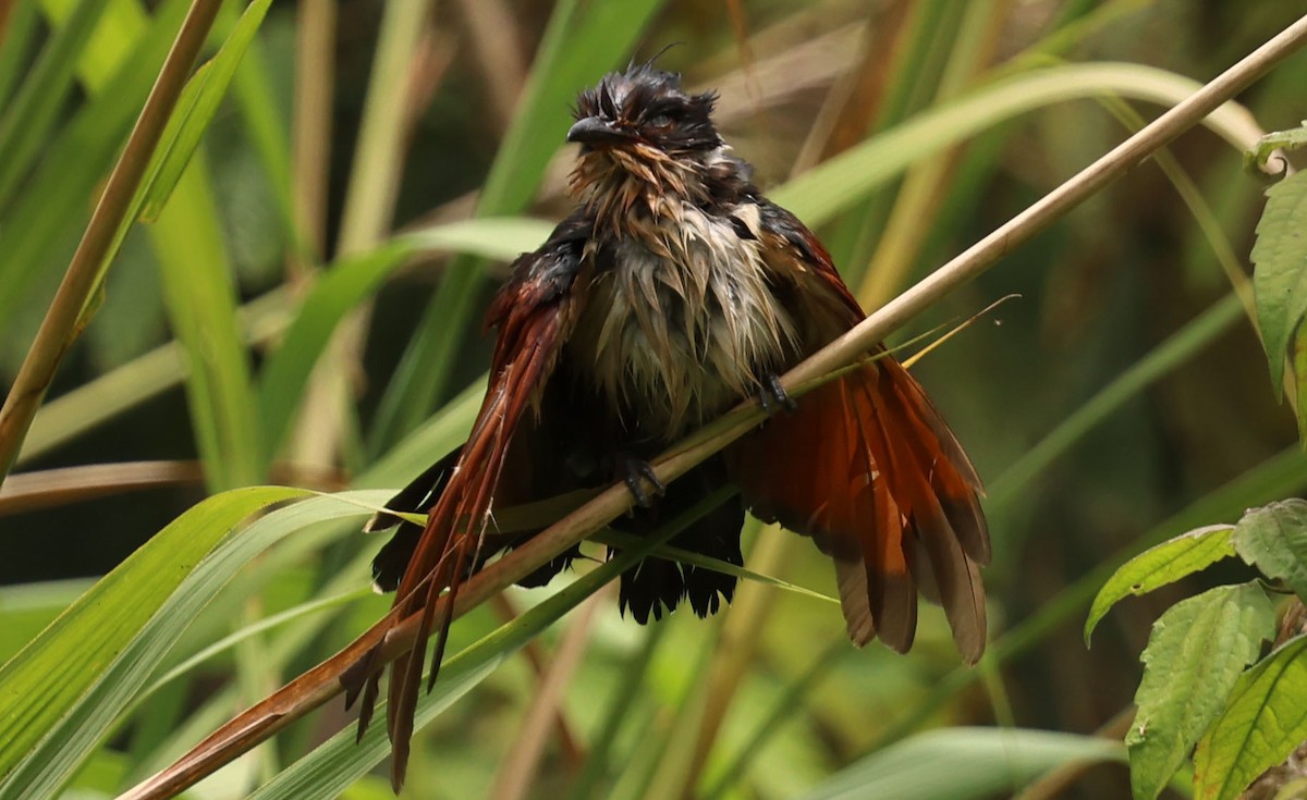 Chestnut-winged Cuckoo - ML641331483