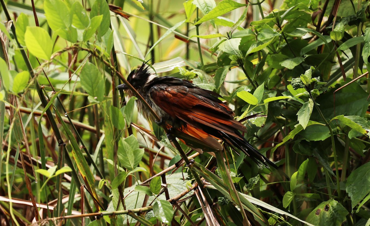 Chestnut-winged Cuckoo - ML641331485