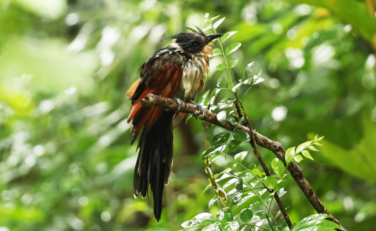 Chestnut-winged Cuckoo - ML641331489