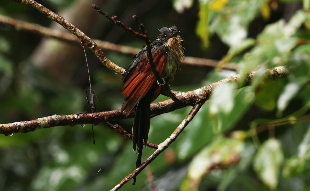 Chestnut-winged Cuckoo - ML641331490