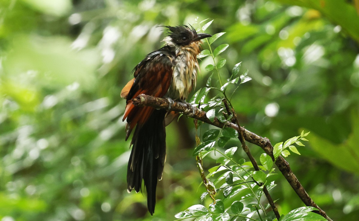 Chestnut-winged Cuckoo - ML641331491