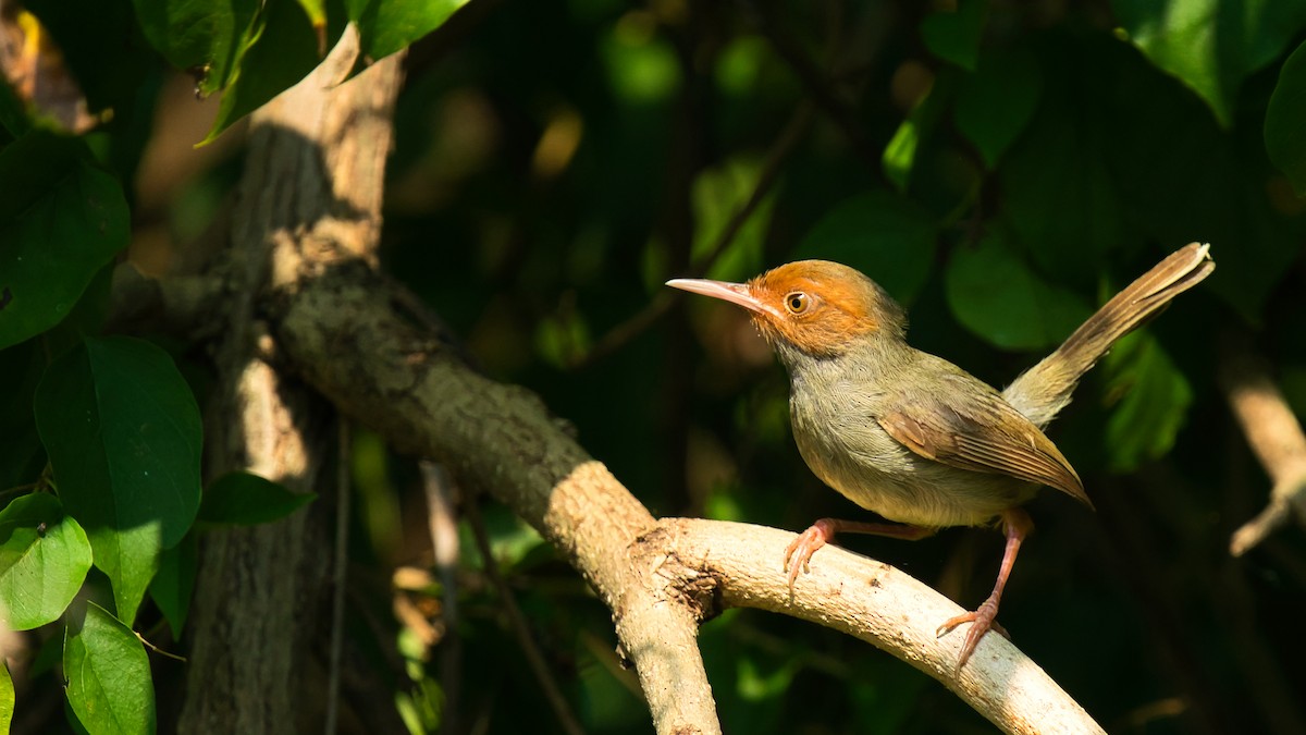 Olive-backed Tailorbird - ML641331510
