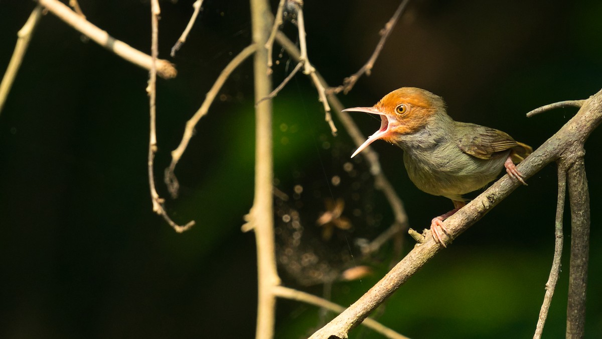 Olive-backed Tailorbird - ML641331511