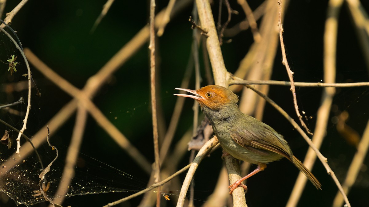 Olive-backed Tailorbird - ML641331512