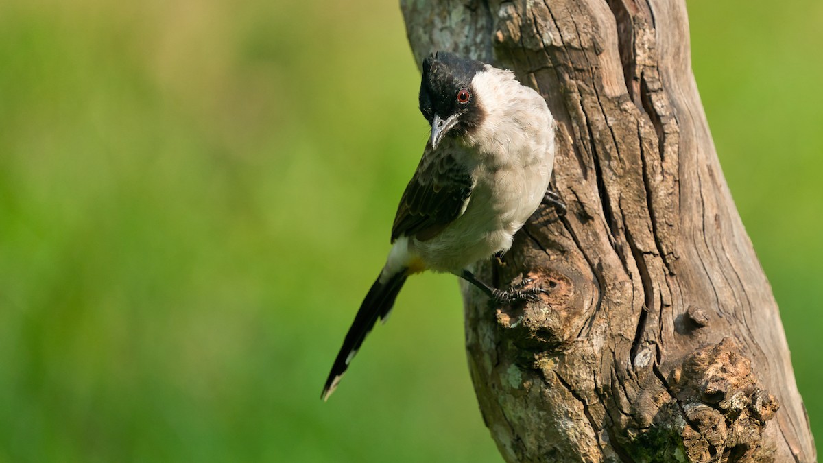Bulbul urre-ipurdia - ML641331553