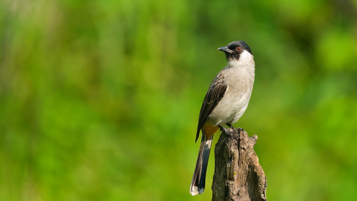 Bulbul urre-ipurdia - ML641331554