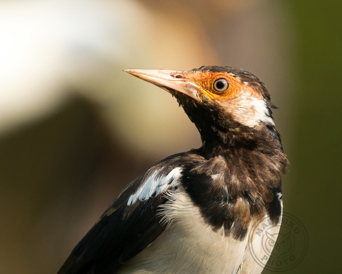 Javan Pied Starling - ML641331560