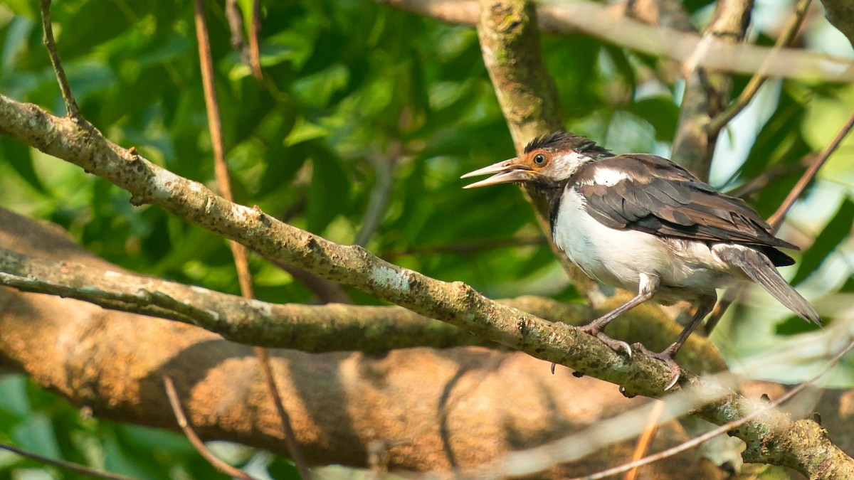 Javan Pied Starling - ML641331561