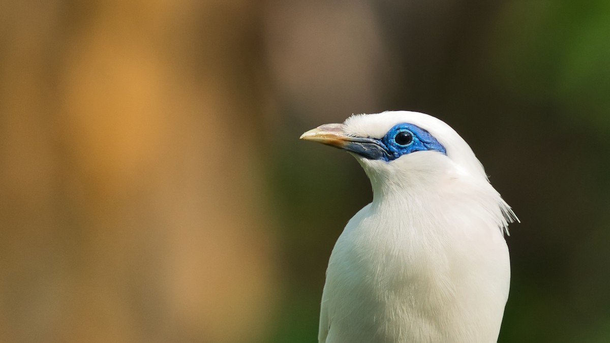 Bali Myna - ML641331564