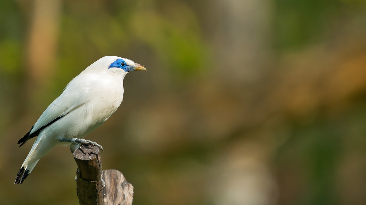 Bali Myna - ML641331565